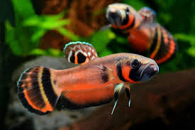 Betta Macrostoma Pair 5-6cm