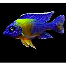 Mulana Peacock 7-8cm