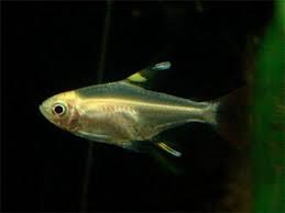 Pristella Gold Tetra 3cm