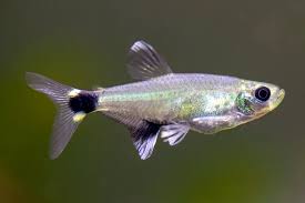 Paraguayensis Tetra 2.5cm