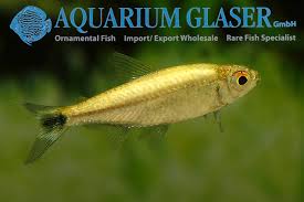 Gold Tetra 2cm