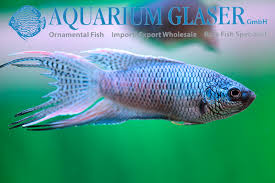 Blue Scar Paradisefish 5-6cm