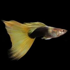 Yellow Tuxedo Guppy Male 3cm