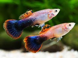 Pink Tuxedo Guppy Male