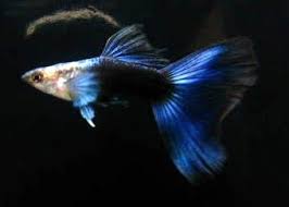 Blue Tuxedo Guppy Pair