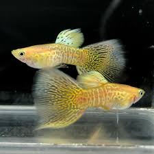 Yellow Cobra Guppy Pair