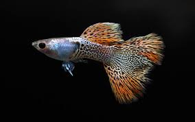 Red Metal Snakeskin Guppy Pair