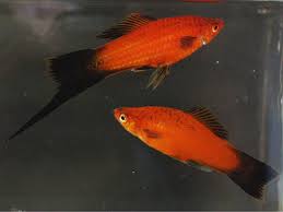 Red Wag Swordtail