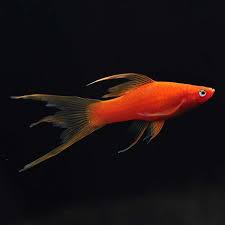 Red Highfin Lyretail