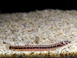 Pangio Shelfordii 4-5cm