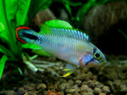 Apistogramma Panduro 3cm