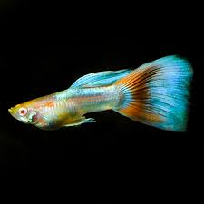 Albino Topaz Guppy Pair (Has Red Wash) 3cm