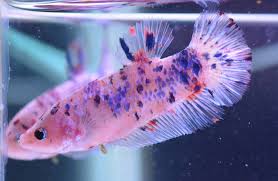 Giant Koi HMPK Female 6cm