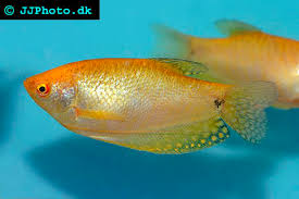 Gold Gourami 6-7cm