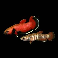Betta Channoides 3-4cm