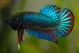 Traditional Plakat Male