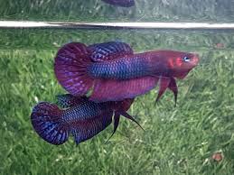 Betta Hendra 3-4cm