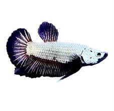 Black Dragon HMPK Male
