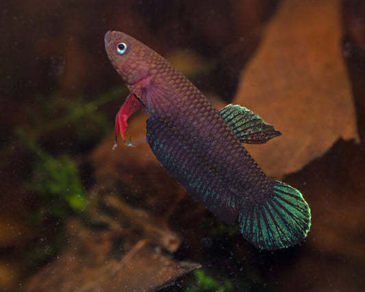 Betta Miniopinna 2-3cm