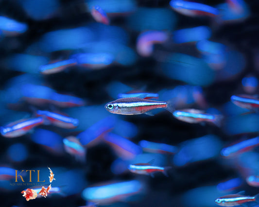Neon Tetra 2cm