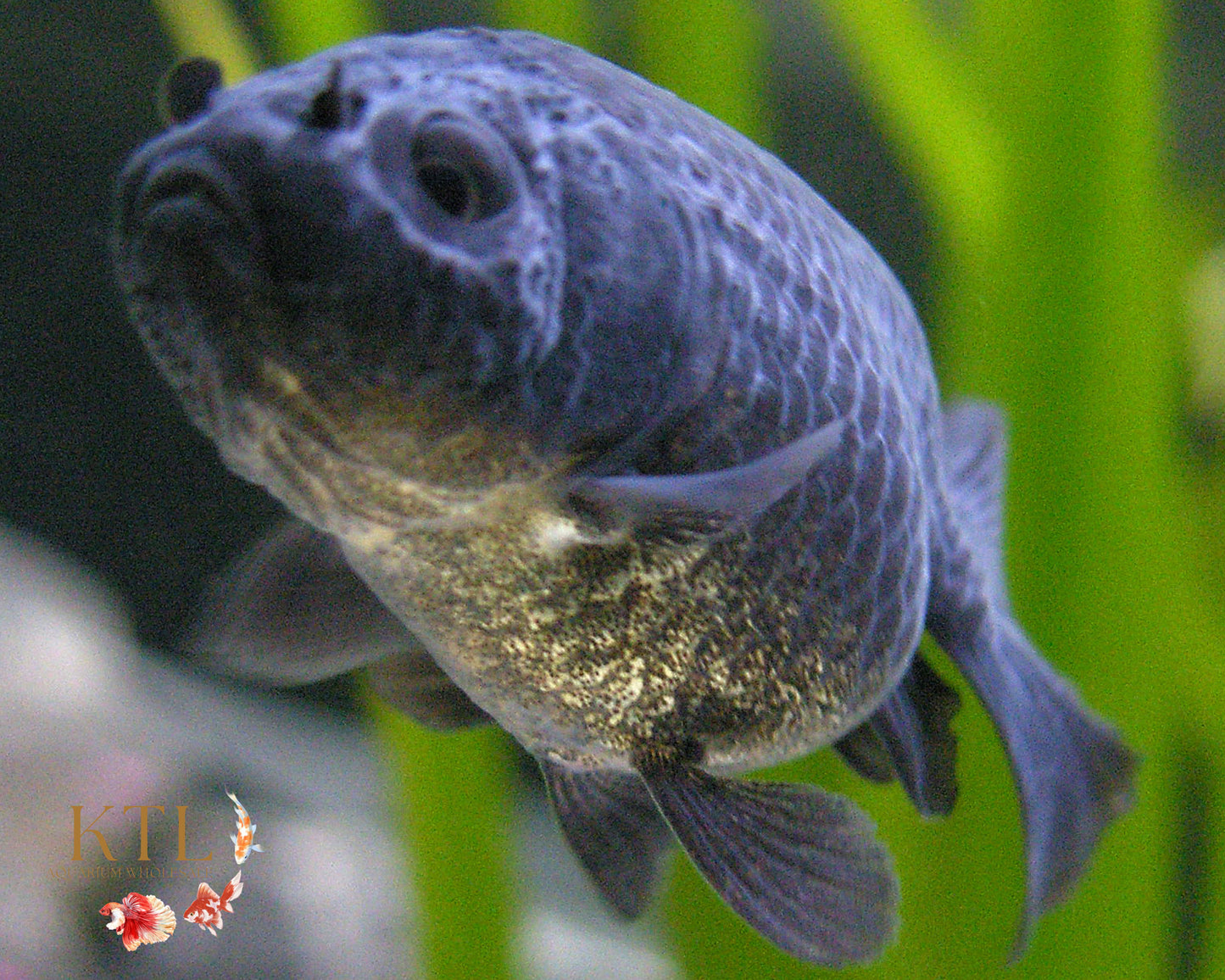 Black Ranchu 4cm