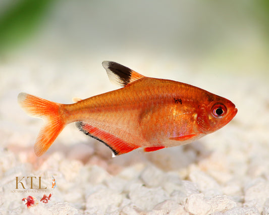 Serpae Tetra