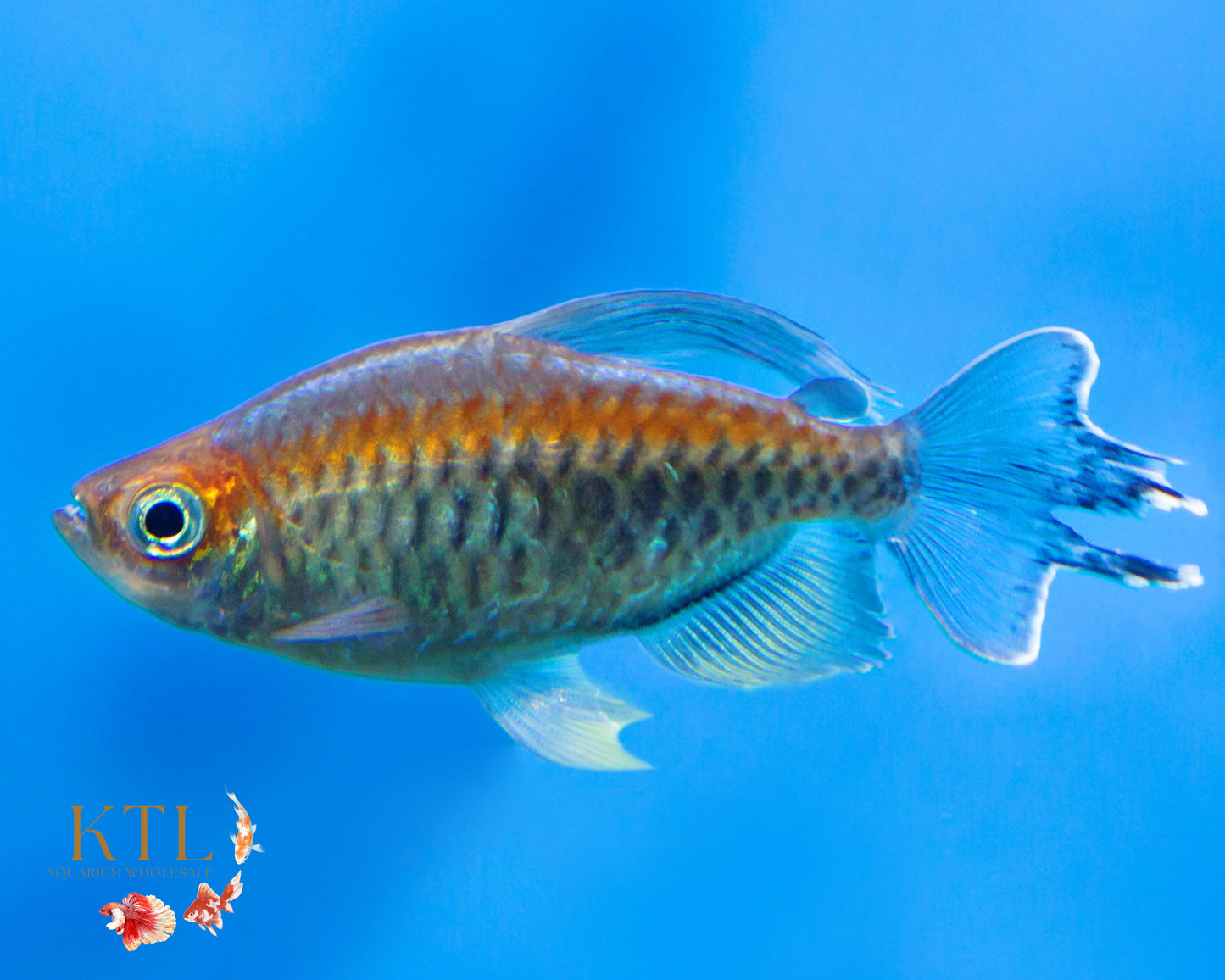 Congo Tetra Male 4cm