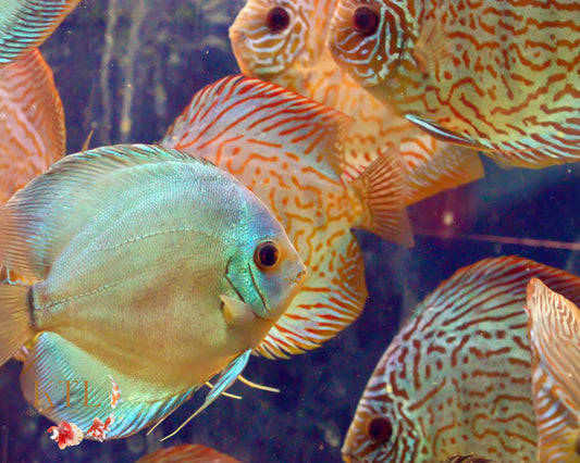 Assorted Discus