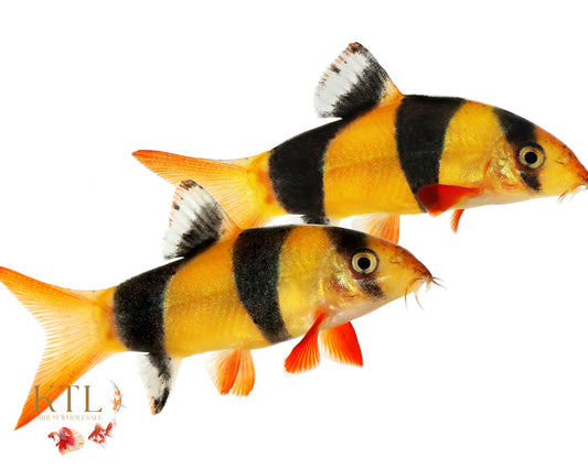 Clown Loach 8cm