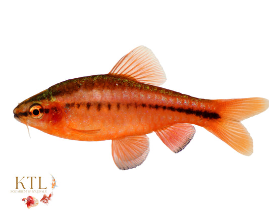 Cherry Barb