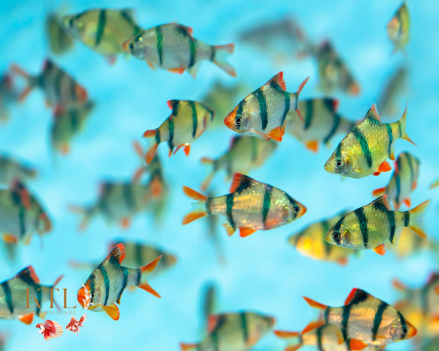 Tiger Barb