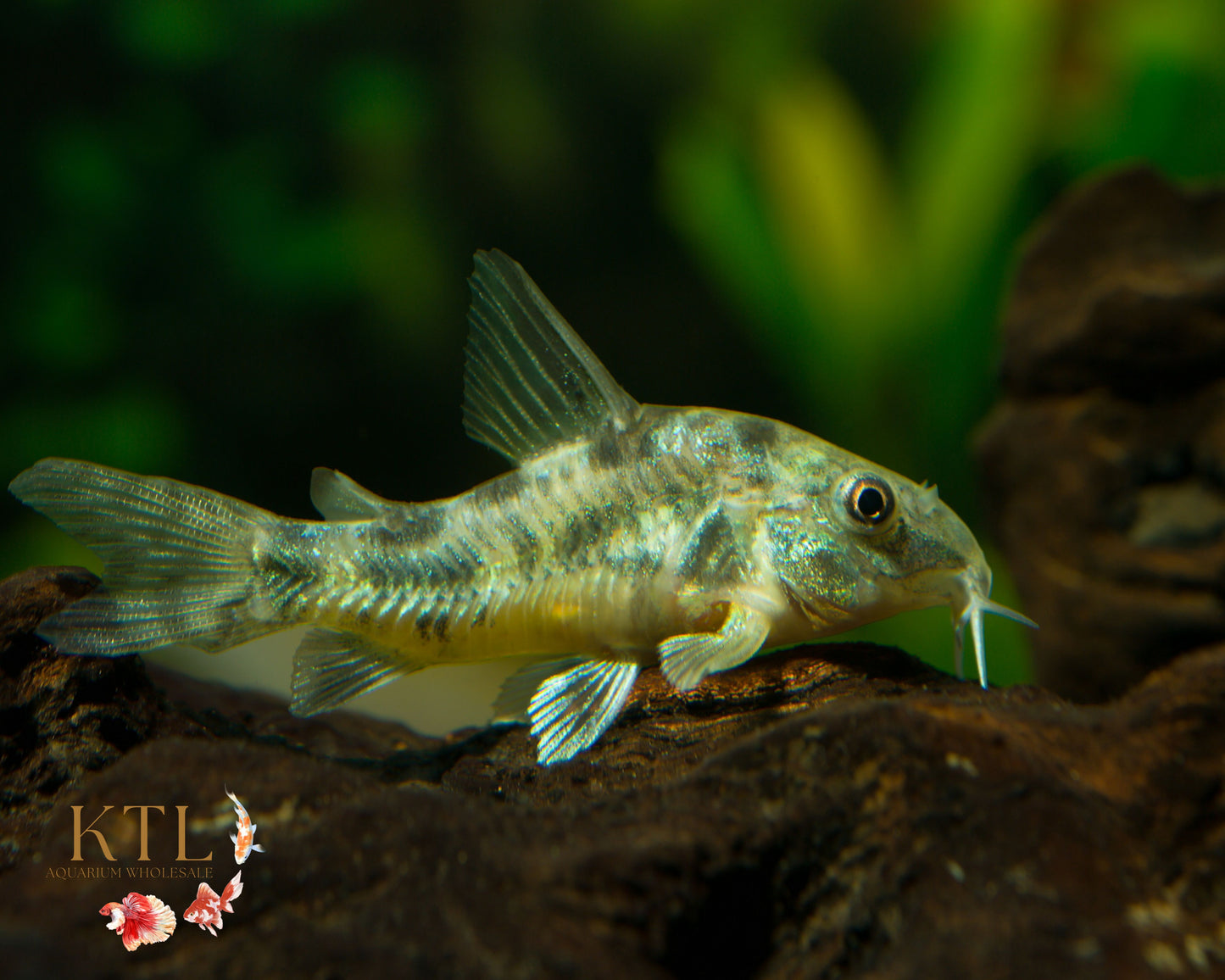 Peppered Corydora