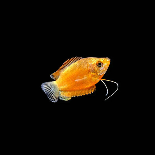 Sunset Gourami
