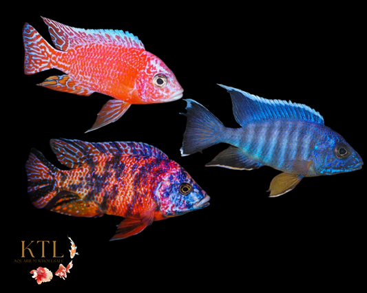 Assorted Peacock (Aulonocara)
