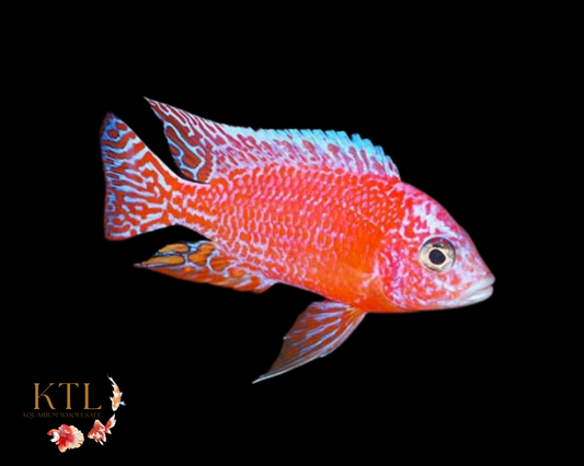 Strawberry Peacock 5cm