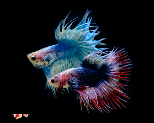 Assorted Crowntail
