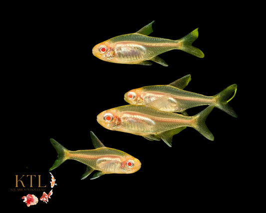 Albino Glowlight Tetra