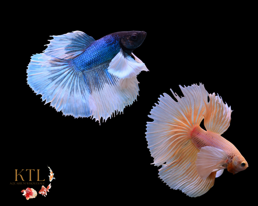 Assorted Dumbo Delta-tail
