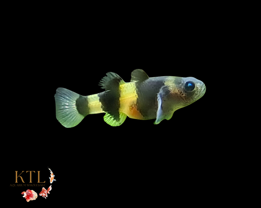 Bumblebee Goby