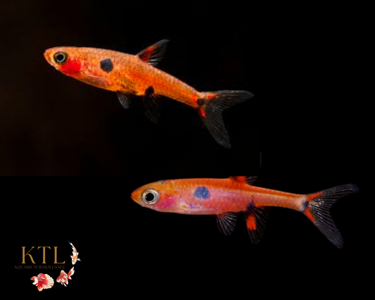 Dwarf Rasbora (Boraras Maculatus)