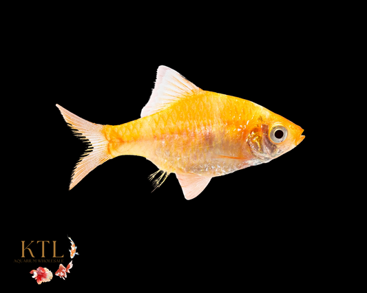 Golden Tiger Barb